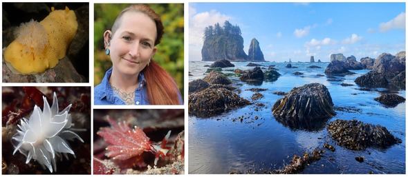 L to R: Lemon nudibranch; Luan Roberts, seascape; Olive's Sapsucker nudibranch; and alabaster nudibranch.