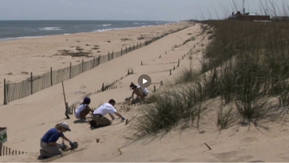 Dune Grass Planting