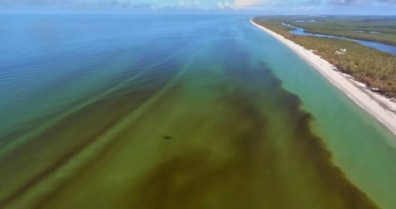 Aerial view of red tide
