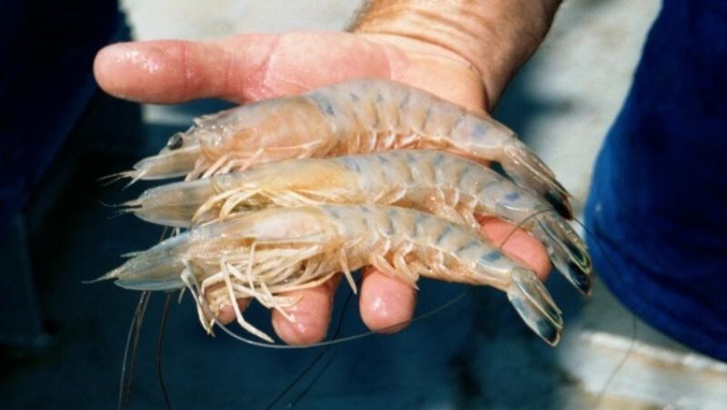 White shrimp