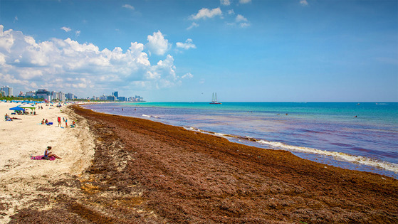 Large volume of Sargassum seaweed washed up on South Beach, Miami, Florida on June 21, 2018.