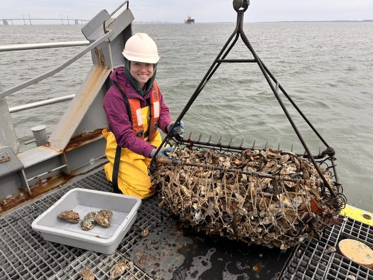 Mussel Watch Program Coordinator, Lauren Jaramillo, uses a dredge to collect oysters from Chesapeake Bay, February 2026.