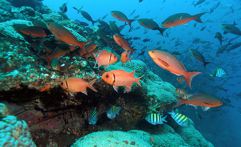 Fish aggregate above reef in Flower Garden Banks National Marine Sanctuary.
