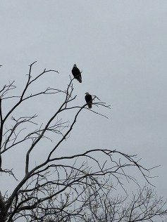 Two bald eagles sitting on the branches of a tree at a site in Huron, Ohio (December 2025)