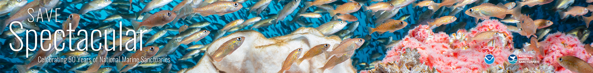 colorful invertebrates and rockfish with blue water 