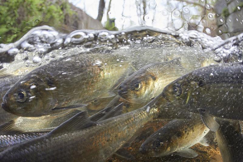 A school of river herring swims together just below the bubbling surface of a river.
