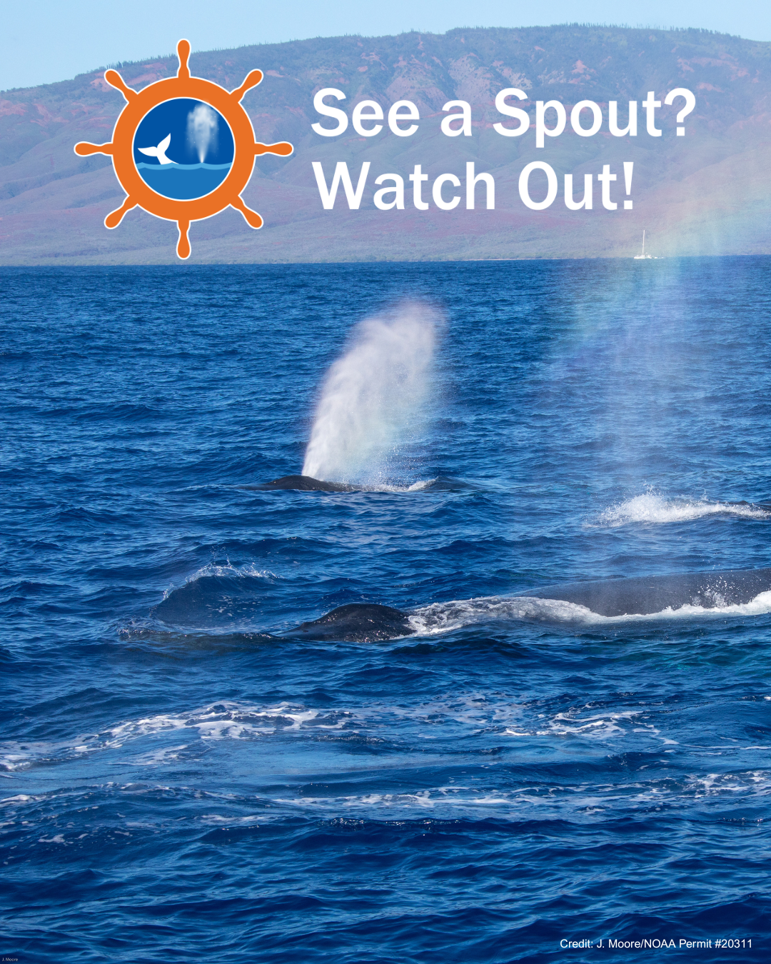 See a Spout? Watch Out! Humpback whales surface and exhale visible spouts in the waters off Maui.
