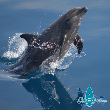 A dolphin jumping out of the water.