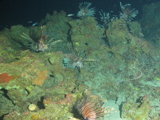 lionfish
