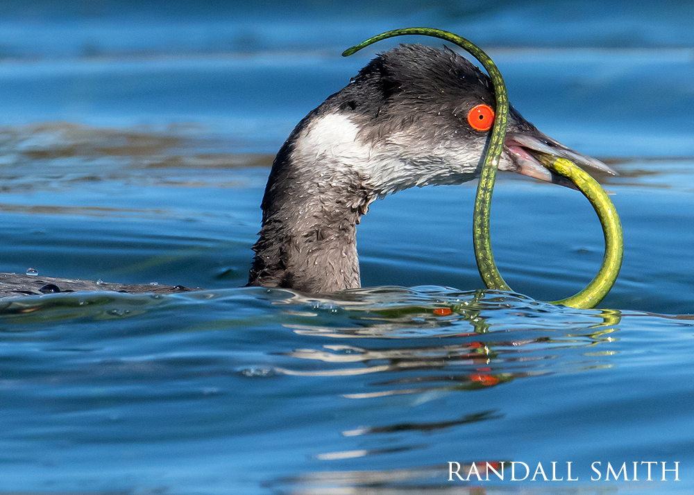 A grebe with a striking red eye swims in blue water while holding a looped, green pipefish in its beak.