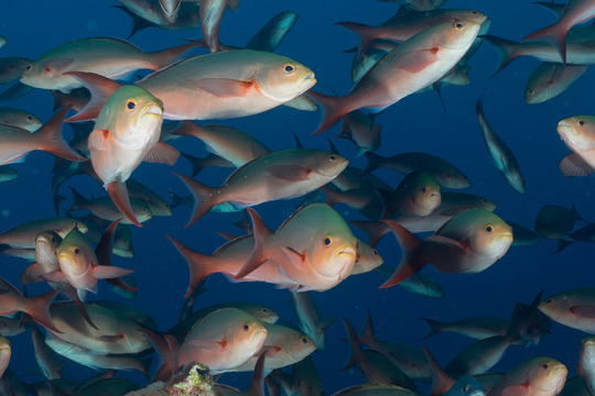 creolefish