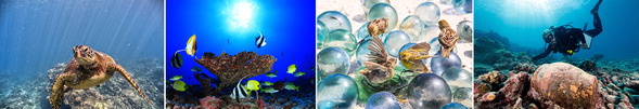 L to R: Hawaiian green sea turtle; fish and coral; birds; and a diver underwater.