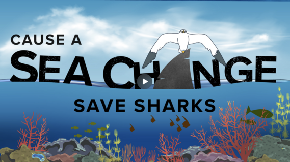 Save Sharks