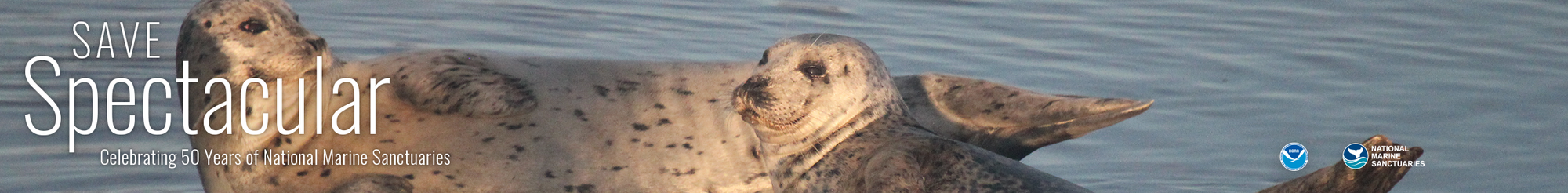 two harbor seals with water 