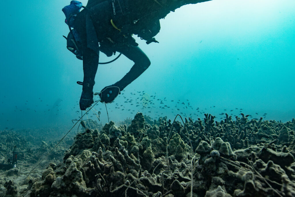A diver removes fishing gear from a reef. 