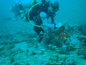 Diver underwater