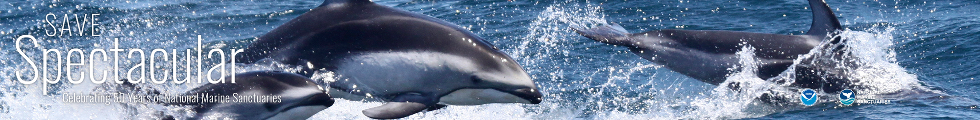 dolphins