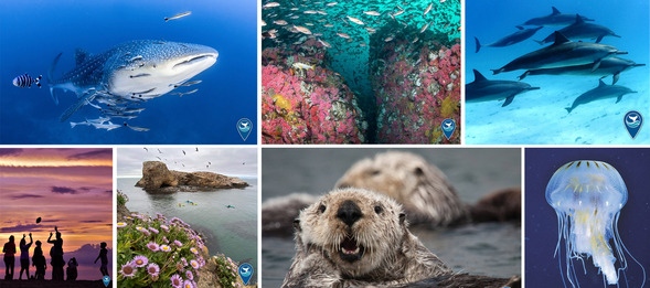 L to R: An assortment of photos, including a whale shark, sea otter, dolphins, jelly, rocky reef, and people at the beach.