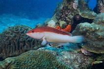 reef