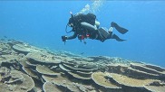 Diver during Lalo Cruise