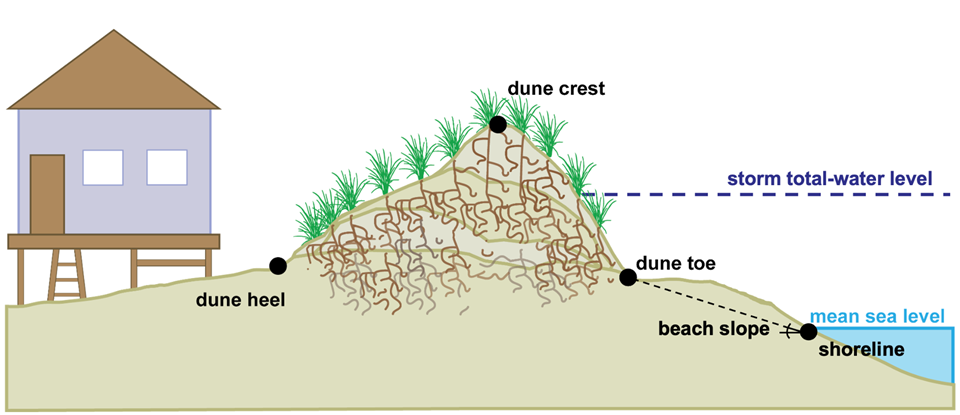 Conceptual diagram of an idealized beach and dune profile.