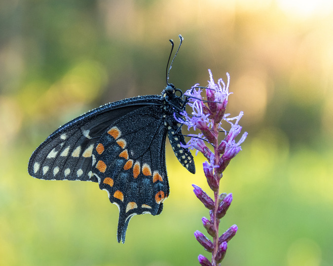 A black swallowtail butterfly with orange spots rests on a purple flower covered in dew droplets.