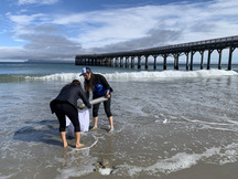 Two people sample sand in shallow water on a beach near a long wooden pier.