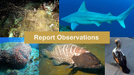 citizen scientist 