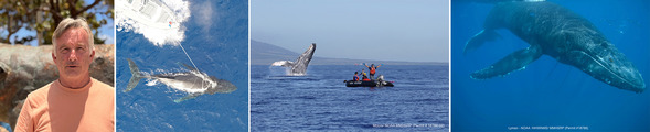 L to R: Ed Lyman; whale entangled in fishing gear; whale breaching after being freed of gear; humpback whale underwater. 