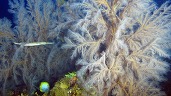 black coral