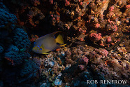 angelfish