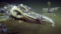 Deep Dive Discoveries