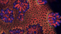 The Science of Super Corals