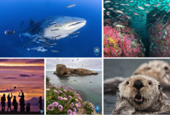 A collage of underwater photos including a whale shark, rocky reef, sea otters, and coastal scenes. 