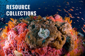 Vibrant invertebrates and algae on a rocky reef at Cordell Bank National Marine Sanctuary.
