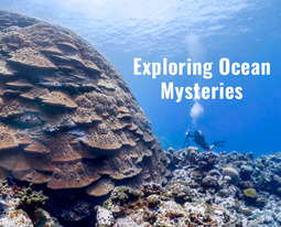 An underwater scene with a large coral head and a diver with a camera and tripod.