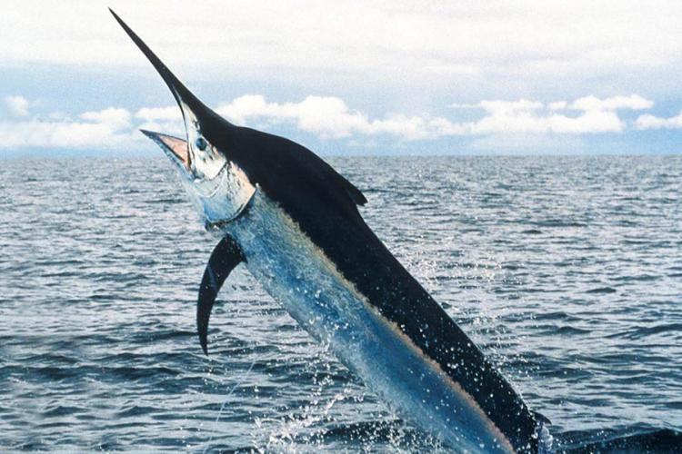 A blue marlin jumping out of the surface of the ocean.