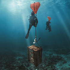 Two SCUBA divers are swimming up towards the surface next to floating orange bags carrying retrieved traps.