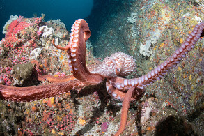 An octopus with its tentacles stretched out while sitting on a rocky reef at Cordell Bank.