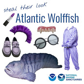 A graphic titled "steal their look: Atlantic Wolffish" featuring purple fashion items that mimic the fish's appearance.