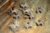 A group of juvenile lionfish with striped bodies and fan-like fins swims together above a sandy ocean floor.