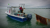 A fisherman on a blue motorboat hauls a long line draped with brown kelp from the ocean.