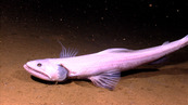 A pale lizardfish rests on the sandy ocean floor in the deep sea.