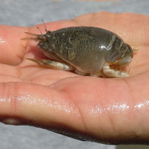 A mole crab with a smooth, dark oval shell and small protruding legs rests in the open palm of a human hand
