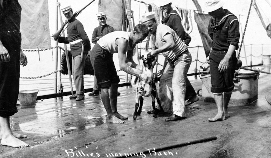 two sailors bathing a goat