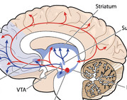 An illustration of the human brain with various parts labeled.