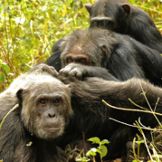 Three chimps groom each other.