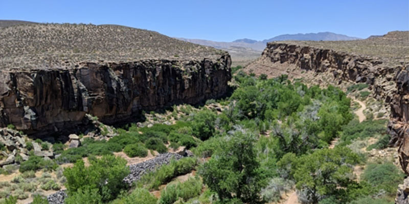 Some greenery is in an otherwise dry-looking canyon.