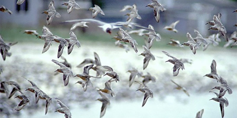 A flock of birds in flight.