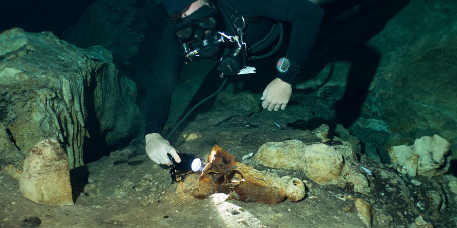 A diver examines a fossilized skull in a dark underwater cave.